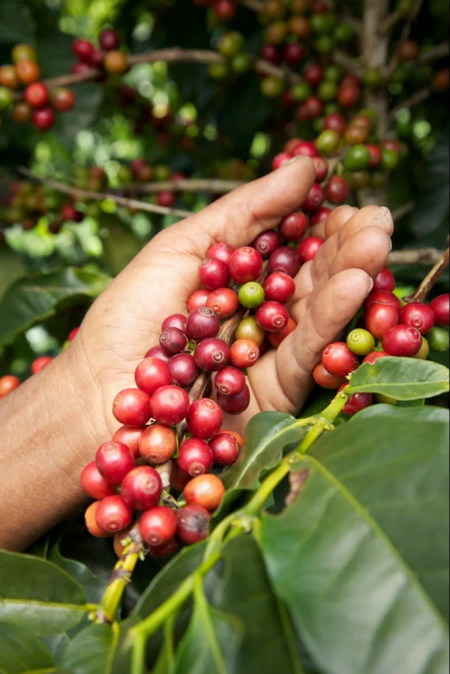 Mãos colhendo cerejas de café maduras no pé