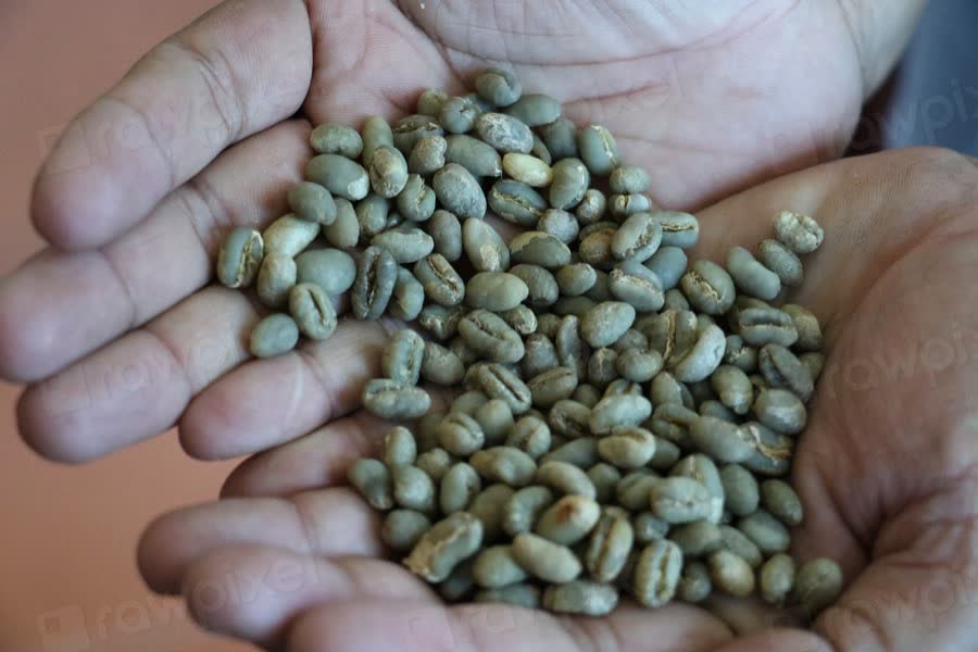 Mãos segurando grãos de café verde, ainda crus